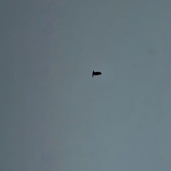 Charlie Kirk Freestyle (1A)