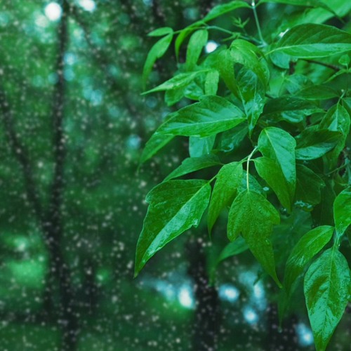 Sleep To Rainstorm In A Park (75 Minutes)