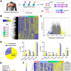 Skeletal Muscle Epigenetic Clocks Developed Using Postmortem Tissue from an Asian Population