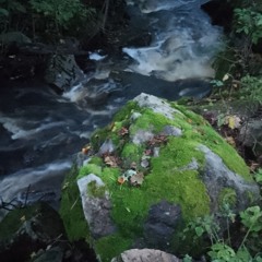 sonic structures and silent stretches and well   -   nettle seed