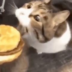 you can has cheeseburger