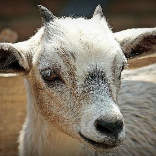 Nanny Goat Riddim 6枚セット Stream Nanny Goat Riddim Refix by Bishimani | Listen online for