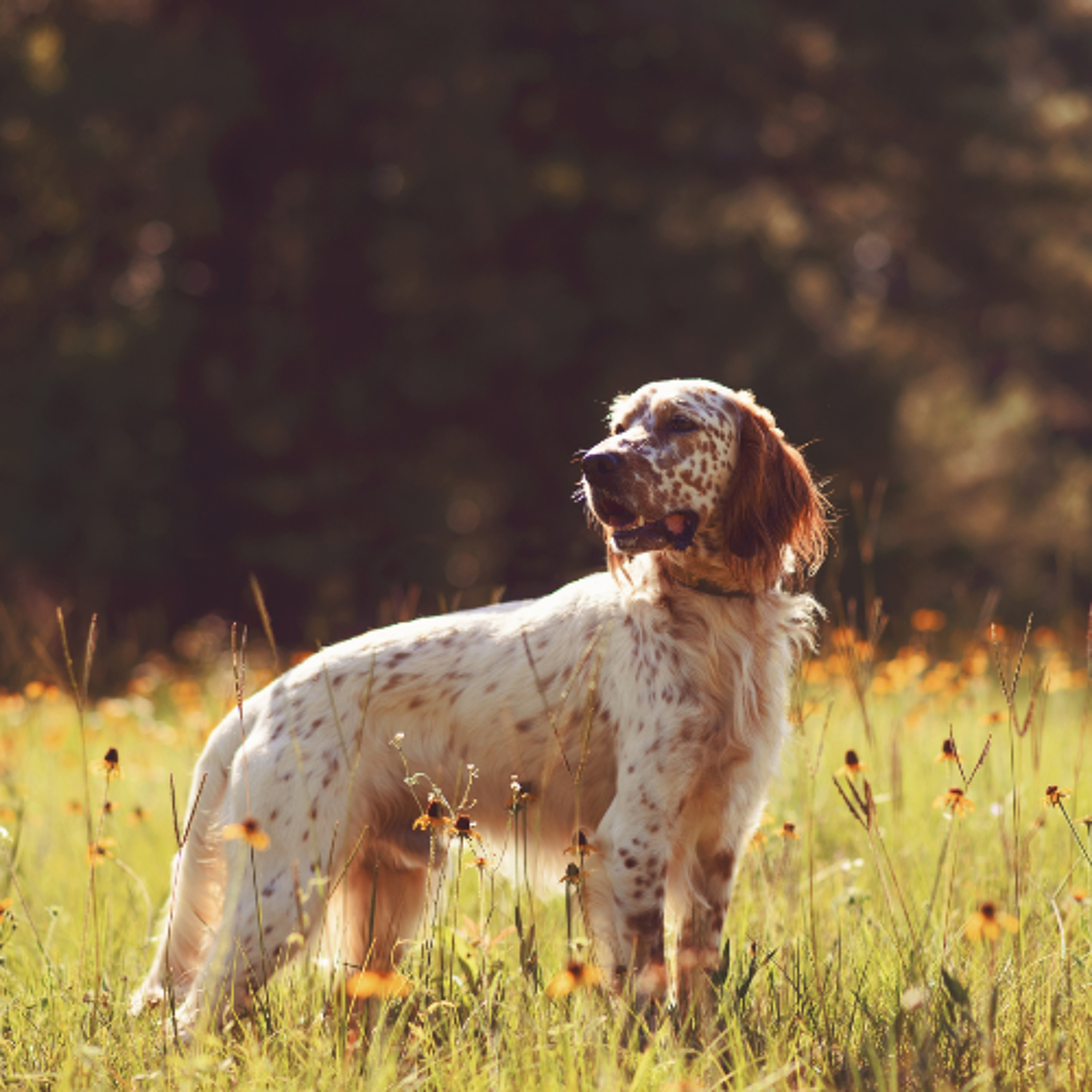 Treatment and Prevention of Lyme Disease in Dogs Treatment and Prevention of Lyme Disease in Dogs