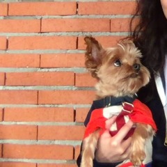 당신은 참(cover)