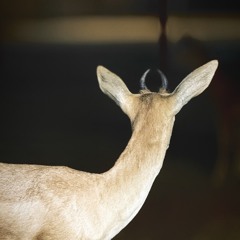 الرجل النزيه ~ فلاح المسردي