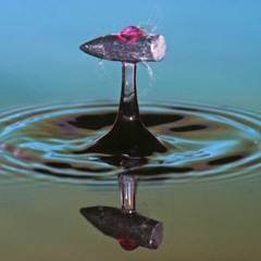 SQUIMELL.RUPTURE