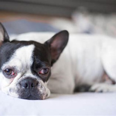 Best French Bulldog Red Eyes Treatment Reviews