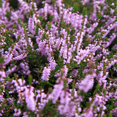 White Antelope - Wild Mountain Thyme (cover)