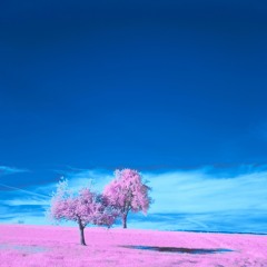 Sequence 02:  Hypnotic Directive