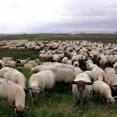 blackbear idfk slowed