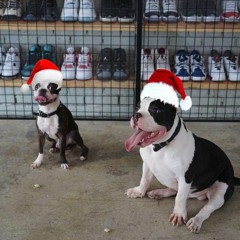 digging into trip 63 merry chirstmas (carol mix)