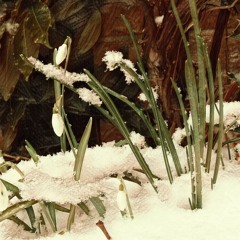 Luddite & David - Imbolc