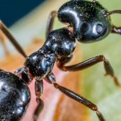 Ant (Remastered)