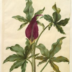 Solitude's Late Hello