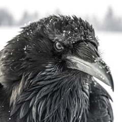 K.O.T.H (Prod. quiet)