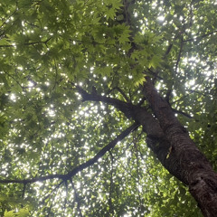 [cover] 최유리 - 숲