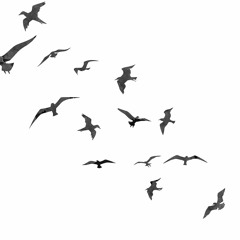 Unos cuantos pájaros