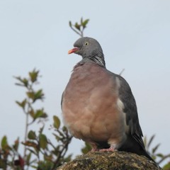 Dinan (22), Bretagne, place Saint-Sauveur, un Pigeon ramier le 24 septembre 2023
