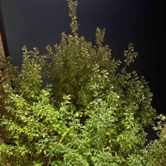 Deeper Into The Rabbit Hole