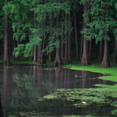 Laguna Verde