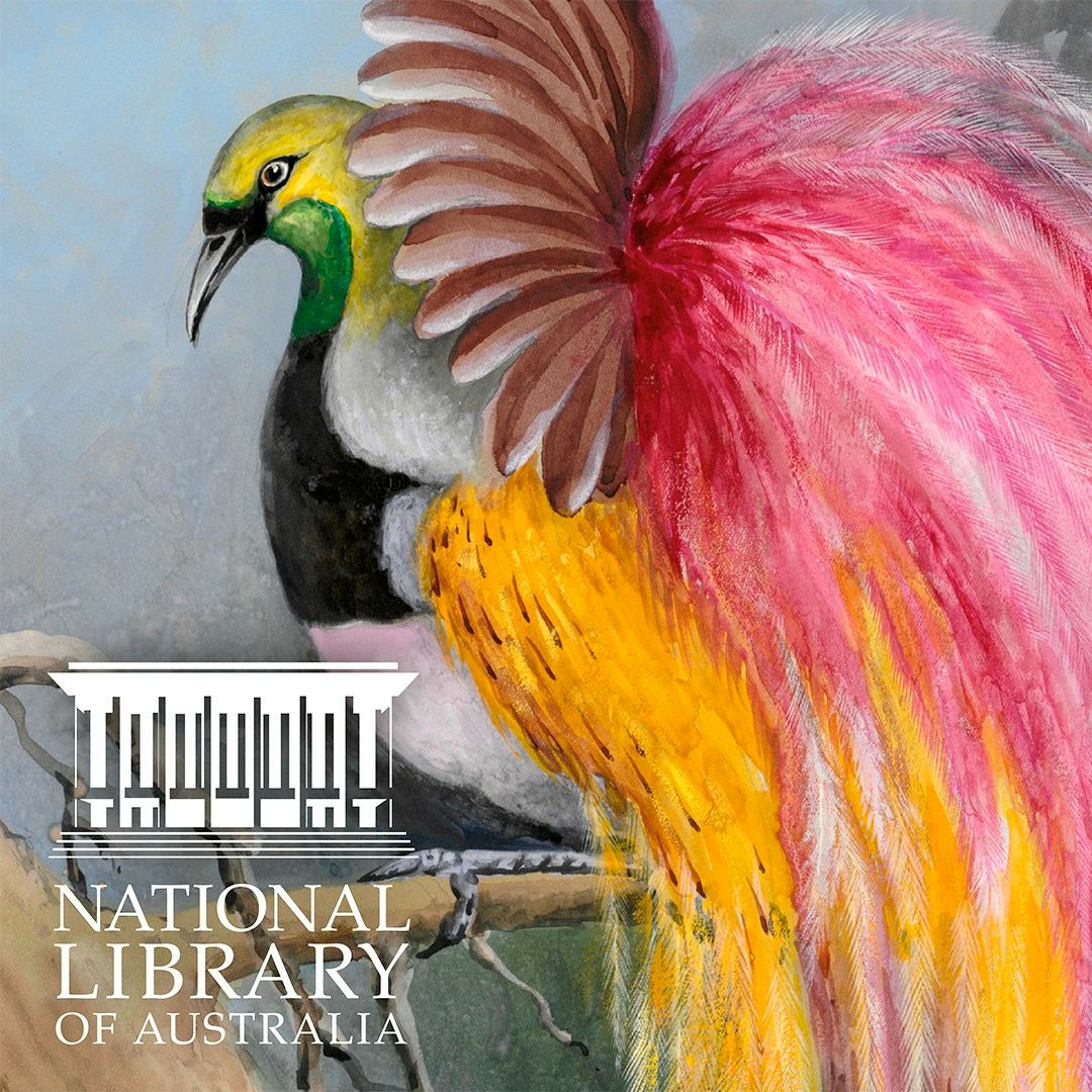 cover of episode Online Tour – Birds of Paradise: Ellis Rowan in New Guinea