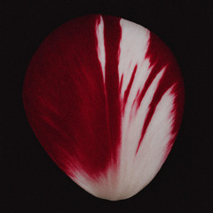 walk like this (this is chaos album)