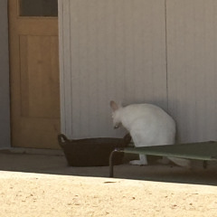 103 bass corrected remix