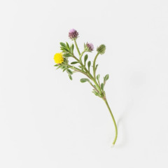 wildflower