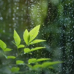 Soft Rain Falling On Leaves🌧️🍃