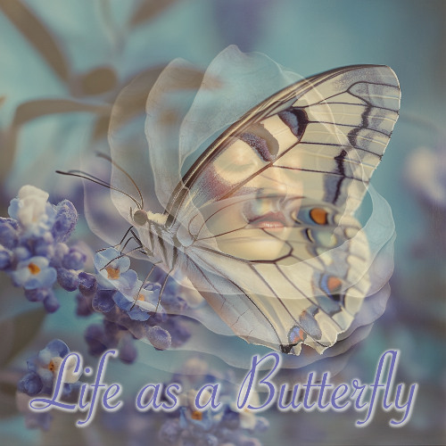 Life as a Butterfly