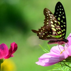 Papillons