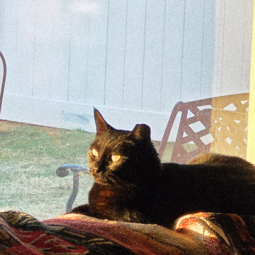 MOON KITTY