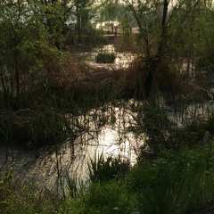 우림(雨林)