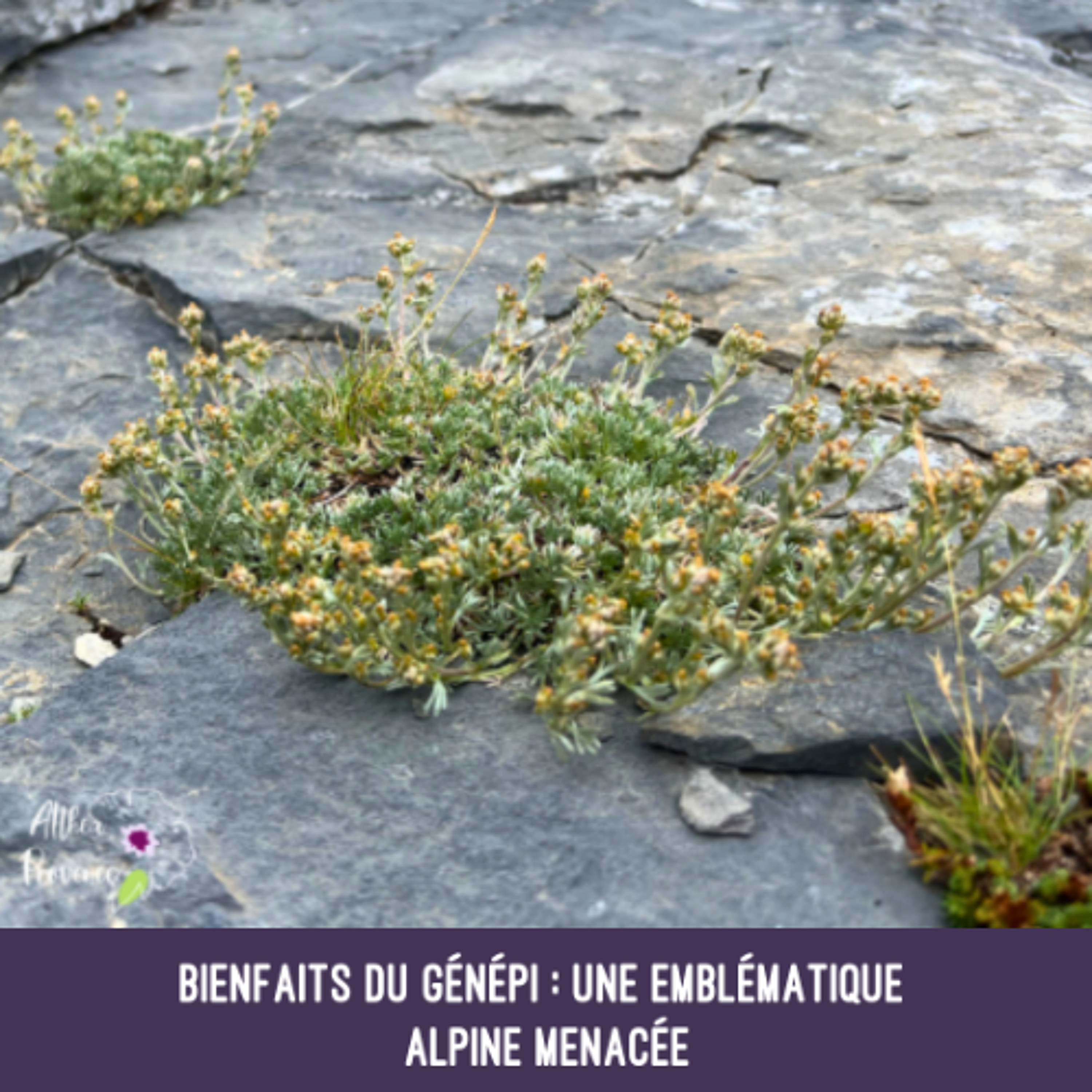Bienfaits du génépi - une emblématique alpine menacée