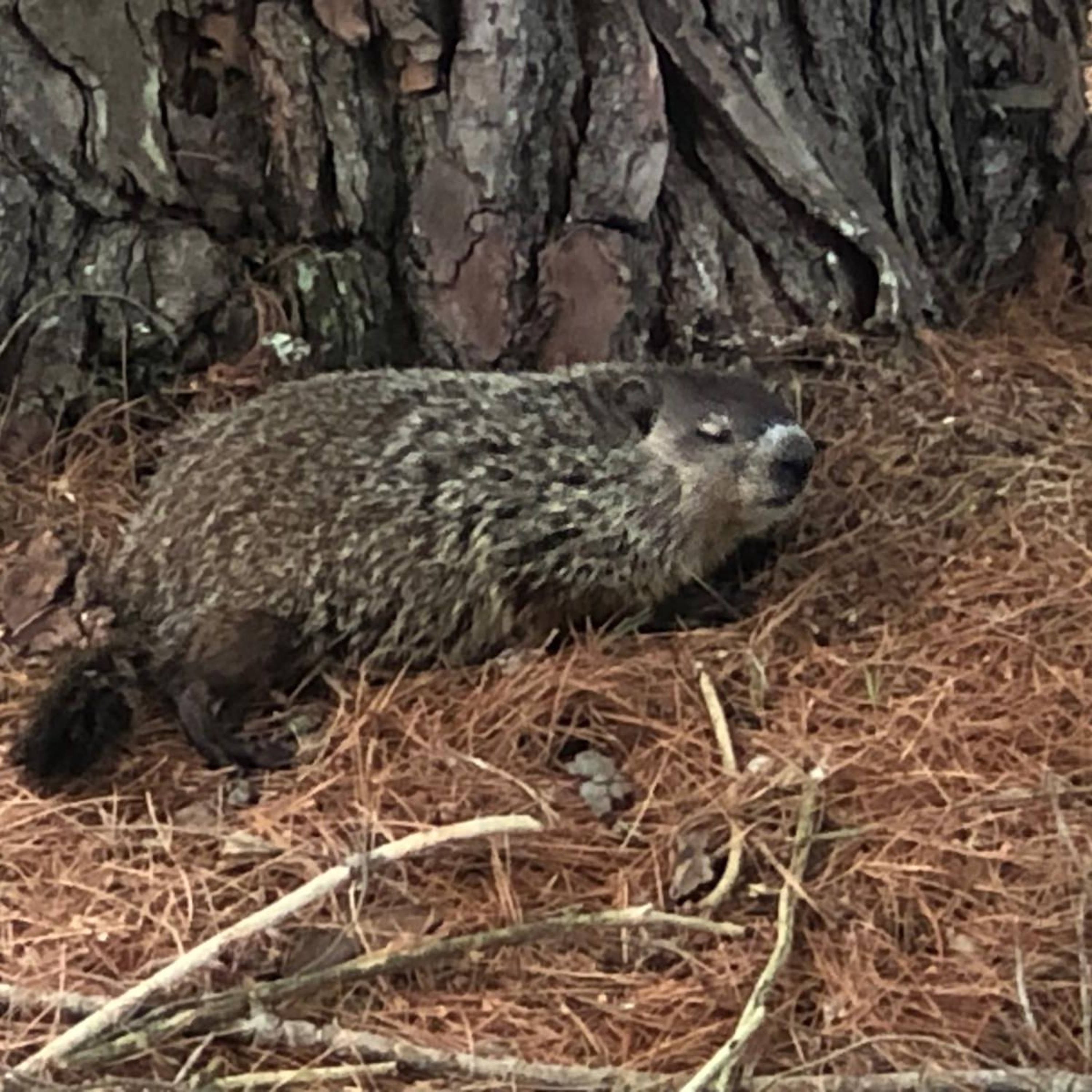 Not Woodchuckin episode artwork