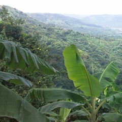 Musica de las monta~nas donde yo naci (Humacao)