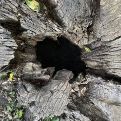 Trees & Portals
