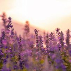 Lavender Daydreams