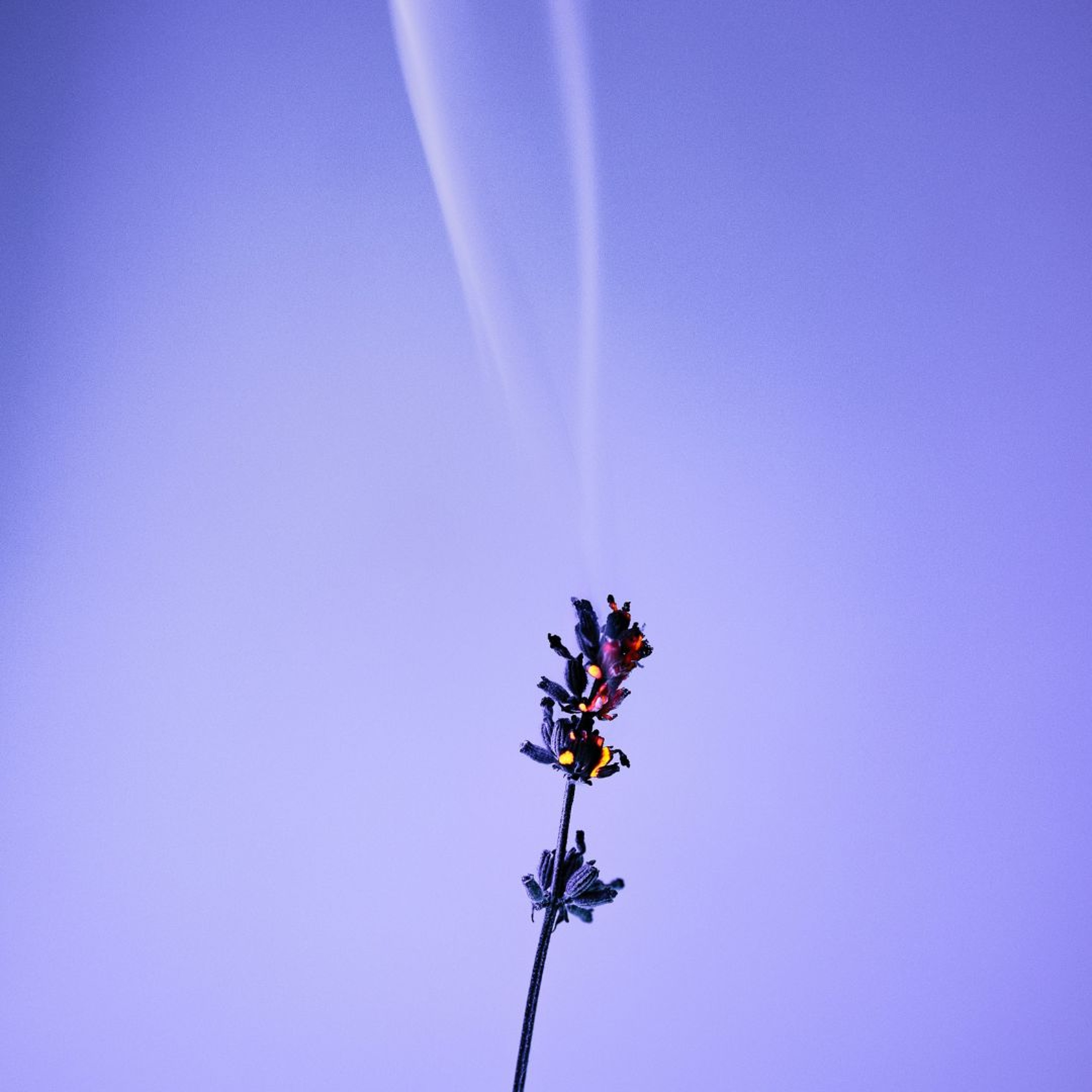 Skydiving Flowers - Ava, Annie, Hamish & Kirubel - St Patrick's School episode artwork