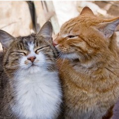 Cat Lover