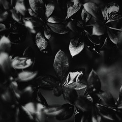 Christinne - Epifanias Revolucionárias