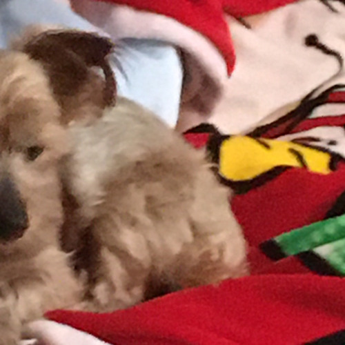 Stream Do they know it’s Christmas (feed the world) cover by King