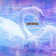 Swans (instrumental/demo)