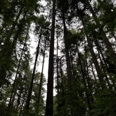 Lost in Time | Lost Love MP3