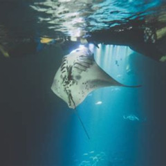 Best Manta Ray Night Snorkel Photos Prices Reviews