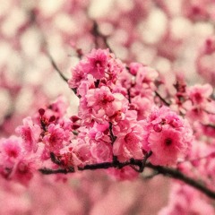 Apricot Rail - Romance Under The Blossom Tree