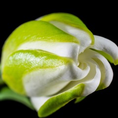 Excerpt from Lève-toi, et viens for SATB choir