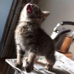miau prod nesta 🐈🐾