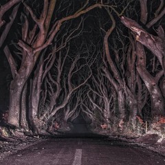 Dark Hedges