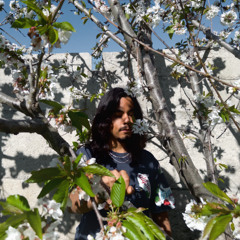 DOWNTOWN PROD SAKURA